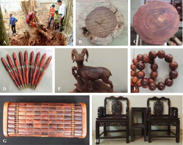 Gỗ sưa đỏ được sử dụng rộng rãi trong chế tác đồ nội thất cao cấp, đồ mỹ nghệ và trang sức. Tại Việt Nam, gỗ sưa đỏ thuộc nhóm 1A trong danh mục các loại gỗ quý hiếm cần được bảo tồn. Giá trị của gỗ sưa đỏ có thể lên đến hàng chục, thậm chí hàng trăm tỷ đồng tùy thuộc vào khối lượng, kích thước và độ tuổi của cây.(Ảnh: ScienceDirect)