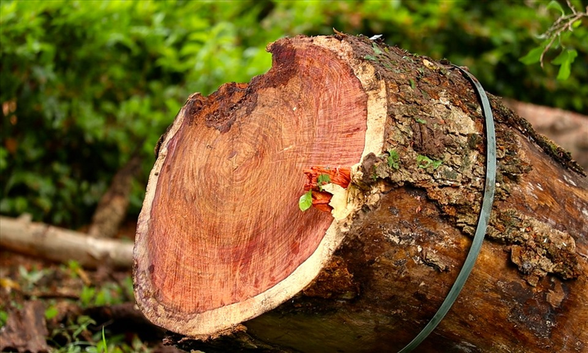 Hiện nay, số lượng cây gỗ sưa đỏ ngoài tự nhiên còn rất ít, chủ yếu được trồng rải rác ở các công viên, đình làng và miếu mạo. Việc khai thác gỗ sưa đỏ tại rừng vì mục đích thương mại đã bị cấm để bảo vệ nguồn tài nguyên quý giá này. (Ảnh: CafeF)