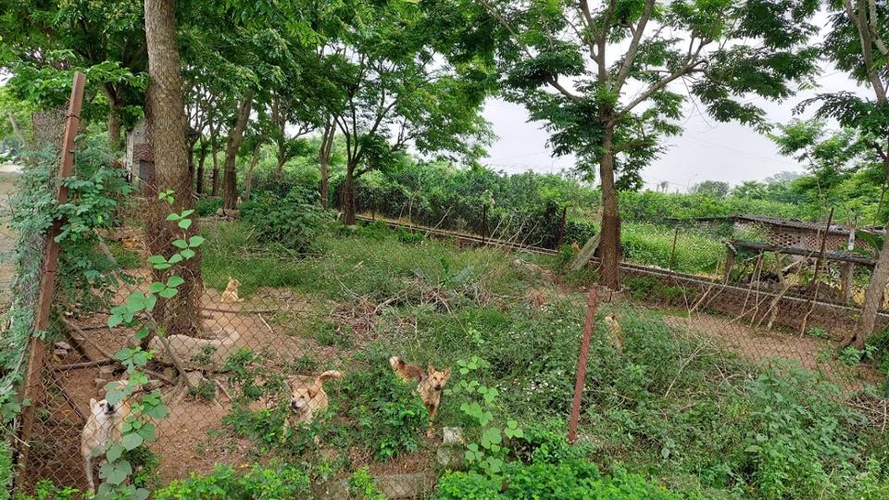 Gỗ sưa đỏ không chỉ là một loại gỗ quý hiếm với giá trị kinh tế cao mà còn mang nhiều giá trị văn hóa và phong thủy. Việc bảo tồn và phát triển gỗ sưa đỏ là cần thiết để duy trì nguồn tài nguyên quý giá này cho các thế hệ tương lai. (Ảnh: Dân việt)