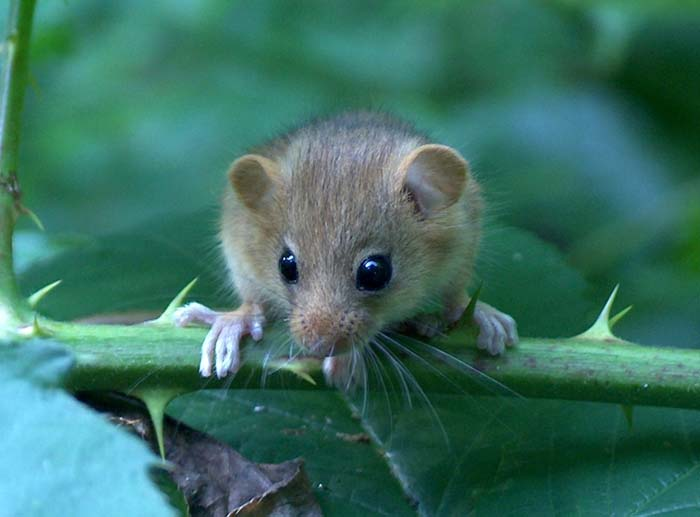 Chúng có thể tìm thấy thức ăn từ nhiều nguồn khác nhau, từ thực vật, côn trùng đến thức ăn thừa của con người. (Ảnh: New Hampshire PBS)