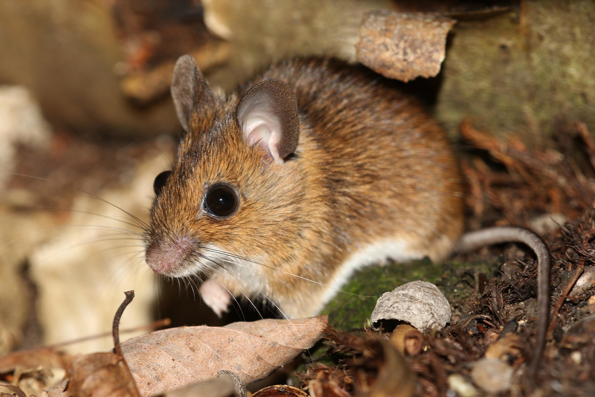 Chúng có thể sinh sản với tốc độ nhanh chóng, một cặp chuột có thể sinh đến 15.000 con mỗi năm. (Ảnh: iNaturalist)