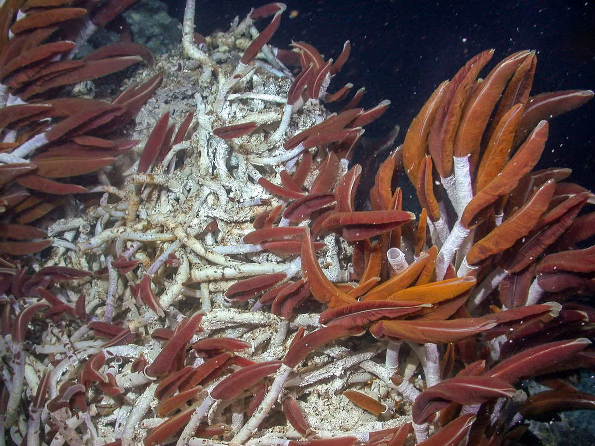 Sử dụng phương tiện điều khiển từ xa (ROV) SuBastian, các nhà khoa học đã phát hiện giun ống khổng lồ và các loài sinh vật khác phát triển trong các hang động. (Ảnh: MBARI)