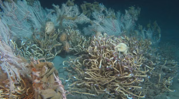 Phát hiện này thay đổi hiểu biết của chúng ta về sự sống dưới đáy đại dương và mở ra cánh cửa mới cho nghiên cứu hệ sinh thái biển sâu. (Ảnh: BMC blog network)