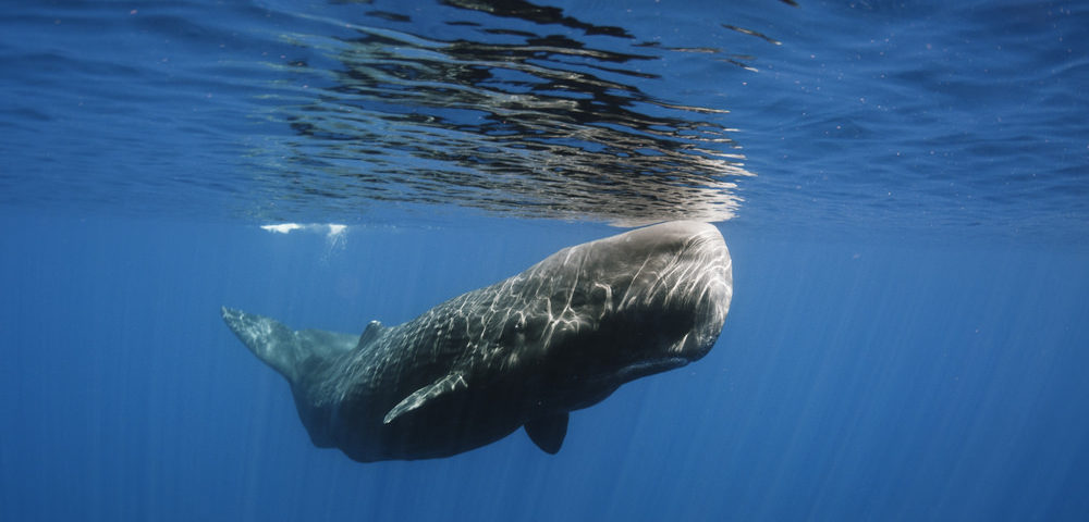 Long diên hương được hình thành trong ruột của cá nhà táng, một loài cá voi có răng lớn nhất đại dương. Quá trình hình thành của nó vẫn còn là một bí ẩn, nhưng nhiều giả thuyết cho rằng nó được tạo ra để bao bọc những phần thức ăn khó tiêu như răng của mực, hoặc như một loại kháng sinh để làm lành các vết thương trong ruột cá nhà táng. (Ảnh:Harbor Breeze Cruises)