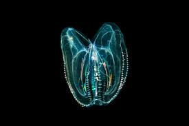 Quá trình này bao gồm việc đồng bộ hóa hệ thần kinh và chia sẻ các chức năng cơ thể, một điều chưa từng thấy ở bất kỳ loài động vật nào khác. (Ảnh: iNaturalist)