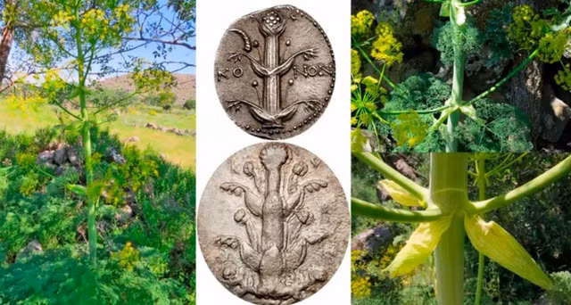 Gần đây, một phát hiện đáng kinh ngạc đã làm dấy lên hy vọng về sự hồi sinh của Silphium. Giáo sư Mahmut Miski từ Đại học Istanbul đã tìm thấy một loài cây có nhiều điểm tương đồng với Silphium cổ đại tại vùng Cappadocia, Thổ Nhĩ Kỳ. (Ảnh: BBC)