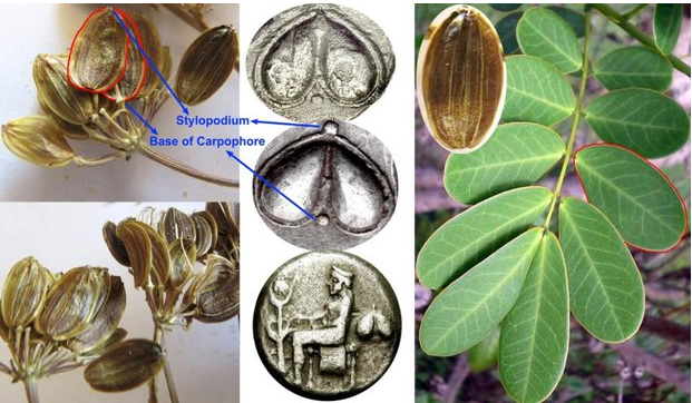 Loài cây này, được đặt tên là Ferula drudeana, có những đặc tính hóa học tương tự như Silphium, bao gồm khả năng chống ung thư, tránh thai và chống viêm.(Ảnh: BBC)
