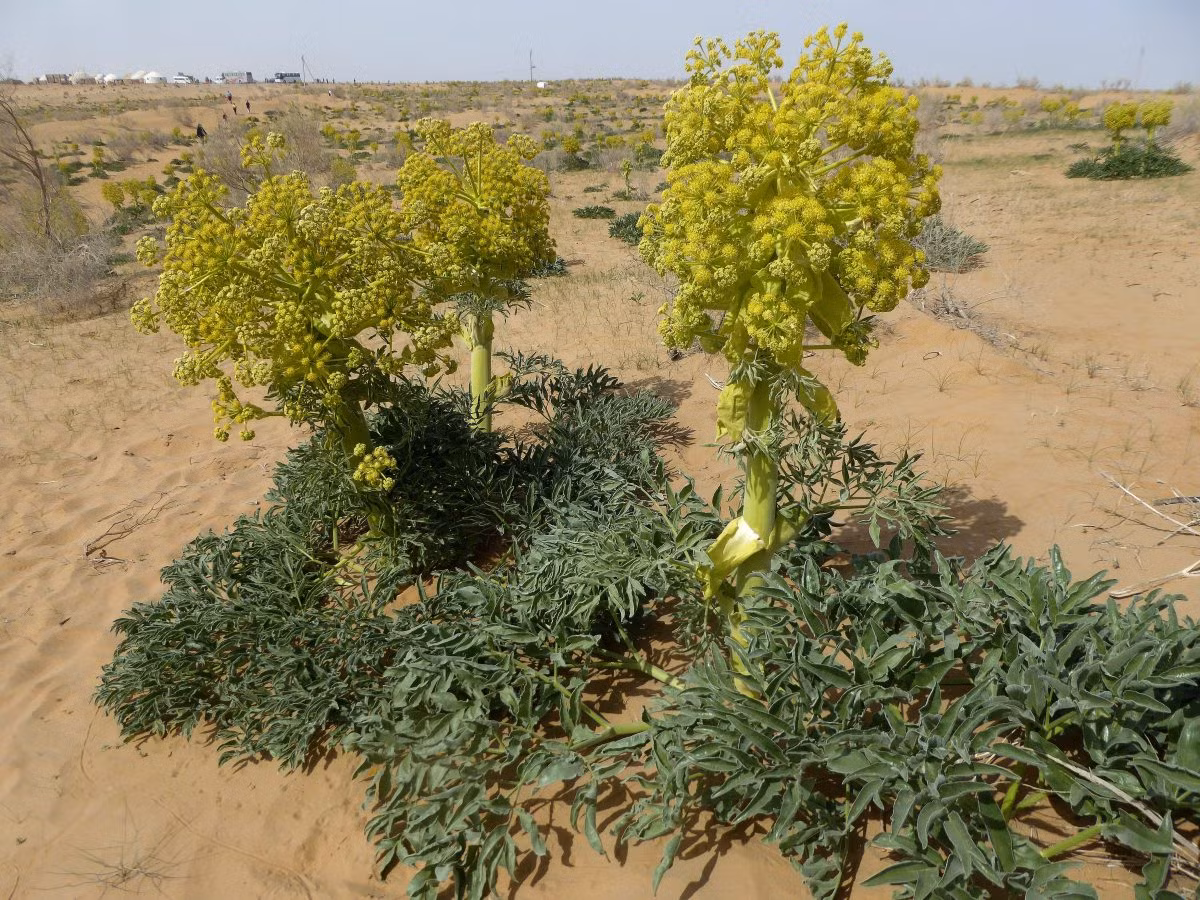 Nếu Ferula drudeana thực sự là Silphium, đây sẽ là một phát hiện có ý nghĩa to lớn đối với y học và khoa học thực vật. Nó không chỉ mở ra cơ hội nghiên cứu về các đặc tính chữa bệnh của loài cây này mà còn là một lời nhắc nhở về tầm quan trọng của việc bảo tồn đa dạng sinh học.(Ảnh: The Big Smoke)