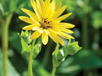 Ngoài ra, nó còn là một gia vị quý giá trong ẩm thực La Mã, được sử dụng để tạo hương vị cho các món ăn từ đậu lăng đến thịt chim hồng hạc. (Ảnh: Britannica).