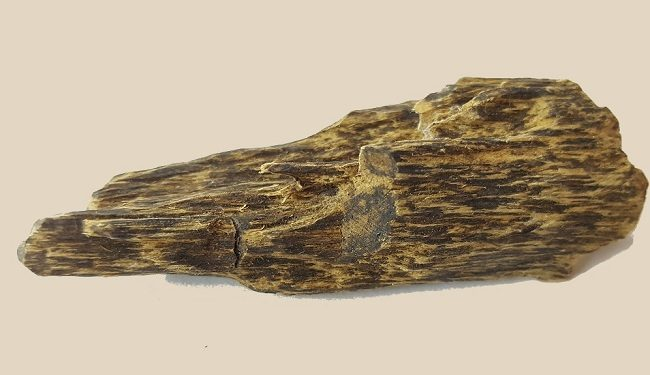 Trầm kỳ có giá trị kinh tế rất cao. Trên thị trường, giá của trầm kỳ dao động từ khoảng 100.000 đến 800.000 USD cho mỗi kilogram, tương đương với khoảng 2 tỷ đến 16 tỷ đồng. Giá trị này không chỉ đến từ sự quý hiếm mà còn từ những công dụng đặc biệt của nó. (Ảnh:Quân trà)