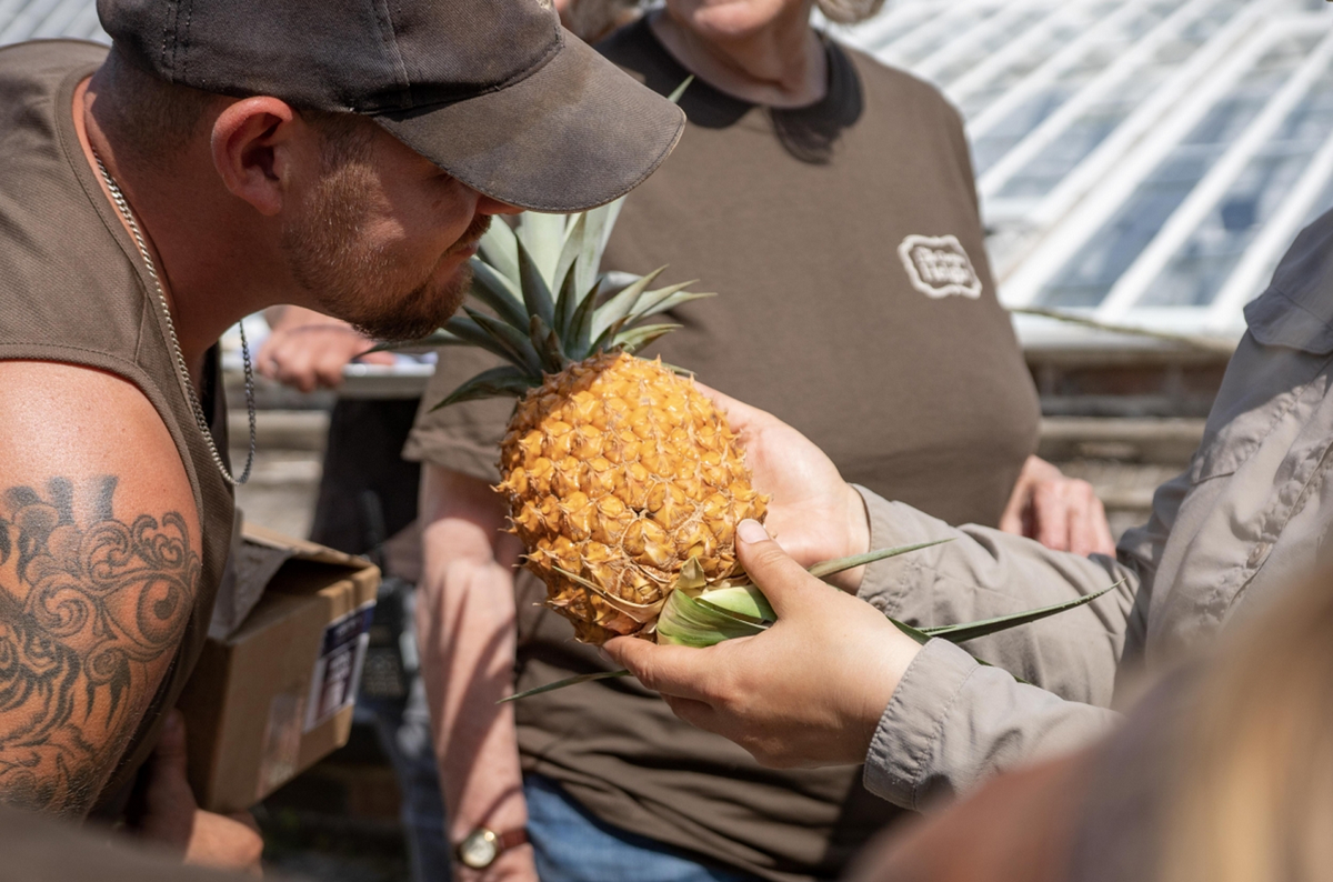 Nhìn bên ngoài, nó giống hệt các quả dứa khác, nhưng quy trình trồng phức tạp và độc đáo khiến nó trở nên đặc biệt. (Ảnh: The Lost Gardens of Heligan)