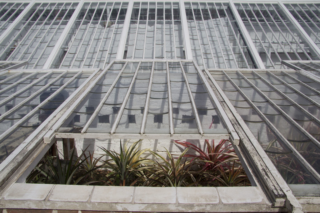 Những quả dứa đắt đỏ này thường được bán qua đấu giá, thu hút nhiều triệu phú, tỷ phú.(Ảnh: Flickr)