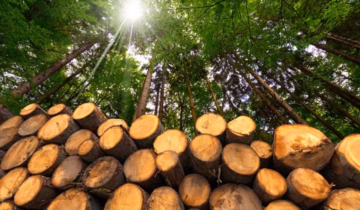 Ở Brazil, gỗ Ipe trở thành mục tiêu của các "Ipe mafias", những băng nhóm sử dụng thiết bị hiện đại để khai thác. Những nhóm này phải phá rừng và mở đường hàng chục km để cưa hạ từng cây Ipe.(Ảnh: Teak Wood Supply)