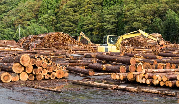 Việc khai thác gỗ Ipe không bền vững đã làm mất khoảng 16 triệu héc ta rừng ở Brazil, vượt xa số lượng cho phép là 2,5 triệu héc ta.(Ảnh: Sapele Outlet)