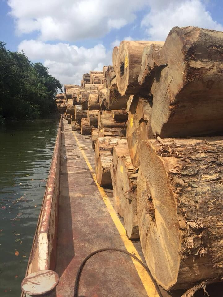 Với 96% lượng gỗ Ipe trên thế giới đến từ Brazil, loại gỗ này bị các băng nhóm phá rừng ráo riết săn lùng, làm tăng nguy cơ tuyệt chủng.(Ảnh: Ipe Wood Canada)