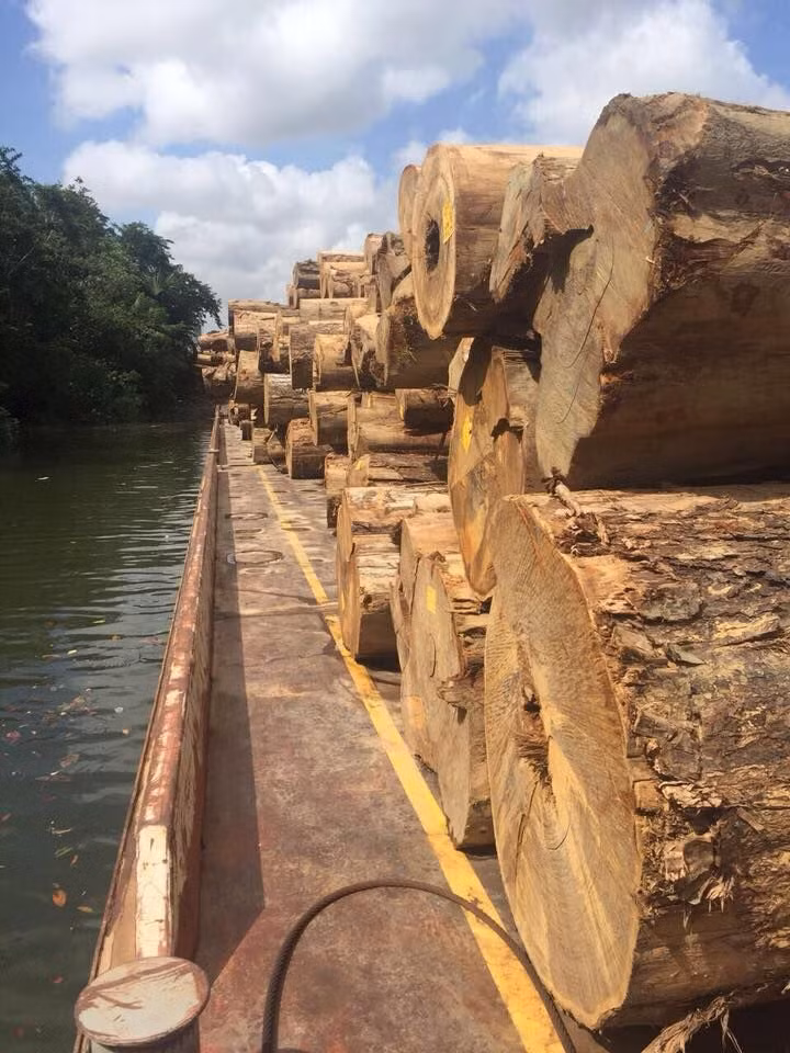 Với 96% lượng gỗ Ipe trên thế giới đến từ Brazil, loại gỗ này bị các băng nhóm phá rừng ráo riết săn lùng, làm tăng nguy cơ tuyệt chủng.(Ảnh: Ipe Wood Canada)