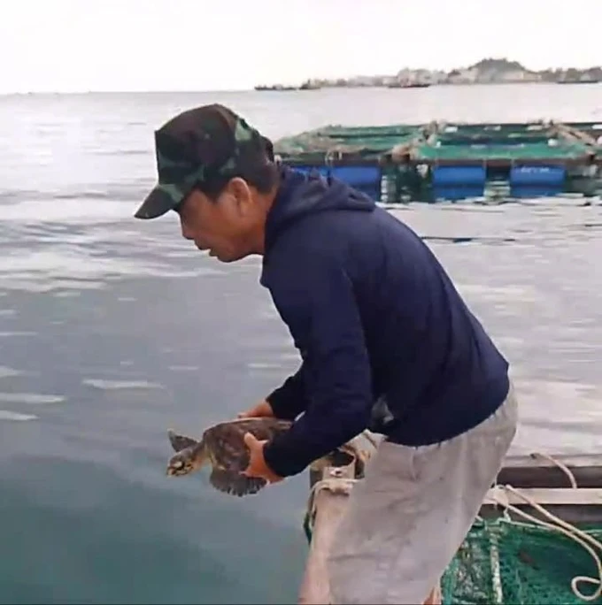 Ngày 20/10, ngư dân Lê Tiến Hưng và Nguyễn Văn Sơn phát hiện rùa mắc kẹt trong một ba lô trôi nổi gần lồng bè nuôi cá. Sau khi giải cứu và chăm sóc rùa, họ báo cáo sự việc cho Ban Quản lý Khu bảo tồn biển Lý Sơn. Cán bộ chuyên trách xác nhận đây là rùa xanh (Chelonia mydas), một loài quý hiếm được bảo vệ theo sách đỏ Việt Nam, Danh mục đỏ IUCN và công ước CITES (Công ước về thương mại quốc tế các loài động, thực vật hoang dã nguy cấp). (Ảnh: Sài Gòn Giải Phóng)