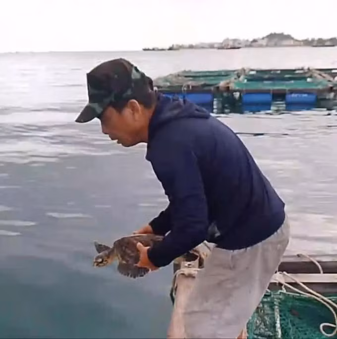 Ngày 20/10, ngư dân Lê Tiến Hưng và Nguyễn Văn Sơn phát hiện rùa mắc kẹt trong một ba lô trôi nổi gần lồng bè nuôi cá. Sau khi giải cứu và chăm sóc rùa, họ báo cáo sự việc cho Ban Quản lý Khu bảo tồn biển Lý Sơn. Cán bộ chuyên trách xác nhận đây là rùa xanh (Chelonia mydas), một loài quý hiếm được bảo vệ theo sách đỏ Việt Nam, Danh mục đỏ IUCN và công ước CITES (Công ước về thương mại quốc tế các loài động, thực vật hoang dã nguy cấp). (Ảnh: Sài Gòn Giải Phóng)