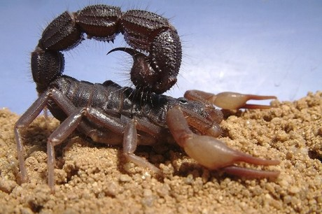 5. Bọ cạp – “Chiến binh tự nhiên” của các đội quân cổ đại: Trong các trận chiến cổ đại, bọ cạp cũng được coi là một loại vũ khí đáng sợ. Quân đội La Mã và Ba Tư thường sử dụng bọ cạp để tấn công kẻ thù. Những con bọ cạp độc được thu thập và thả vào các thành trì, hầm trú ẩn của địch, gây đau đớn và thương tích nặng nề cho những người không may mắn bị chúng tấn công. (Ảnh: Tiền Phong)