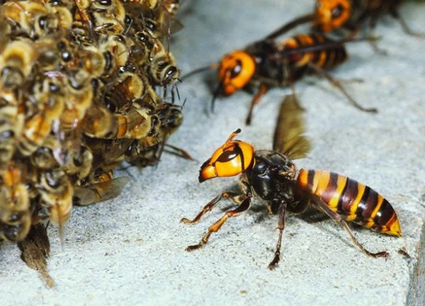 Người La Mã và Hy Lạp cổ đại từng sử dụng các tổ ong bắp cày trong trận chiến. Họ đặt những tổ ong vào các chiếc giỏ hoặc bình đất và ném vào quân địch. Khi những chiếc bình vỡ, hàng loạt ong bắp cày lao ra, tấn công và gây hoảng loạn cho kẻ thù. Chiến thuật này không chỉ khiến đối phương đau đớn mà còn làm rối loạn đội hình chiến đấu. (Ảnh: Việt Giải Trí)