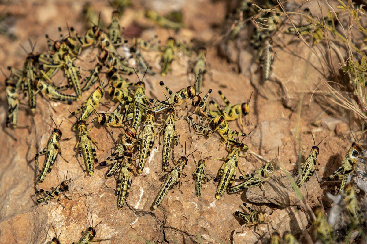 Bằng cách thả hoặc dẫn dụ các bầy châu chấu đến những vùng đất canh tác của địch, quân đội có thể phá hủy mùa màng và gây ra nạn đói cho đối phương mà không cần phải tấn công trực tiếp. Cách thức này vừa đơn giản, hiệu quả, lại gây ra những thiệt hại lâu dài cho nền kinh tế của kẻ thù. (Ảnh: VietnamBiz)
