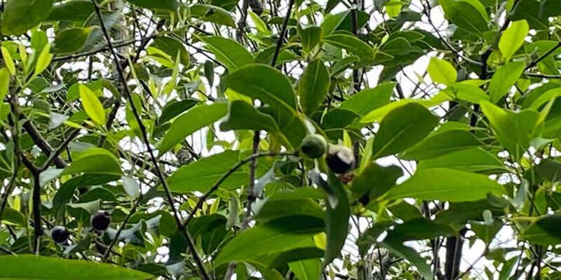 Tại Việt Nam, cây gỗ đàn hương đã được nghiên cứu và trồng thử nghiệm thành công ở một số vùng như Nghệ An, Hà Tĩnh, Thanh Hóa, và Bình Định.(Ảnh: Mộc quang)