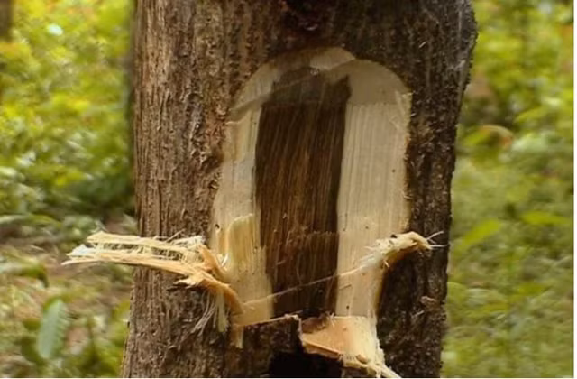 Cây gỗ đàn hương được tìm thấy ở nhiều nơi trên thế giới như Ấn Độ, Nepal, Bangladesh, Pakistan, Sri Lanka, Úc, Indonesia, Hawaii và các đảo Thái Bình Dương khác. (Ảnh: ISAF)