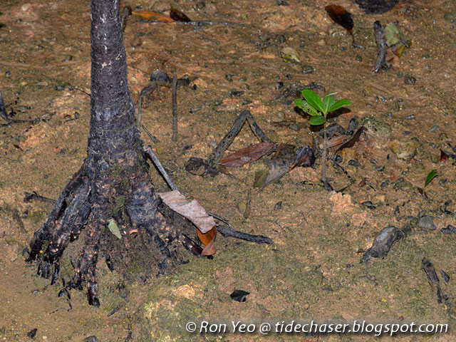 Gỗ của cây cũng mang lại giá trị kinh tế thông qua các ứng dụng trong sản xuất nhuộm và nhuộm vải.(Ảnh: the tide chaser)