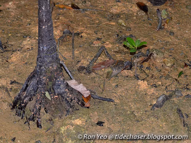 Gỗ của cây cũng mang lại giá trị kinh tế thông qua các ứng dụng trong sản xuất nhuộm và nhuộm vải.(Ảnh: the tide chaser)