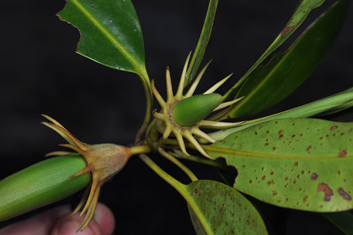 Cây vẹt đen không chỉ có giá trị sinh học mà còn có giá trị y học. Nó được sử dụng như một nguồn nguyên liệu để chế biến thuốc chữa bệnh ung bướu, tiêu chảy, sốt rét và phỏng. (Ảnh: phytoimages)