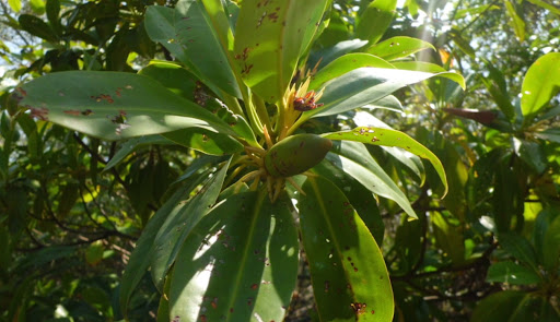 Ở Việt Nam, cây vẹt đen phổ biến ở các tỉnh ven biển miền Trung và Nam bộ, từ Đồng Nai đến Cà Mau. Chúng thường mọc ở những nơi chịu ảnh hưởng thường xuyên của thủy triều hoặc vùng đất phù sa đang bồi tụ.(Ảnh: AquaBase)