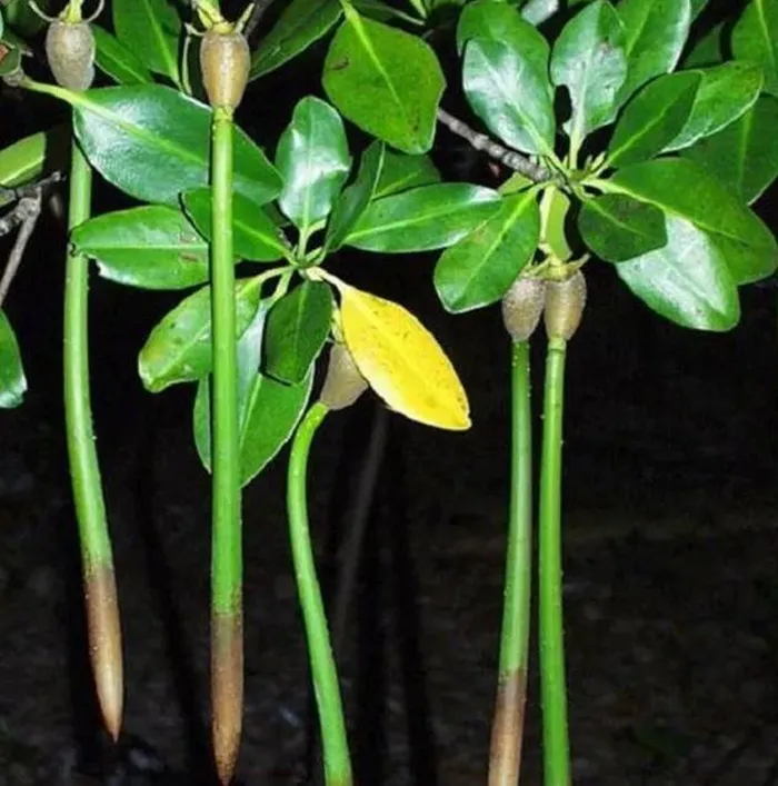 Không giống như nhiều loài cây khác, hạt giống của cây vẹt đen không rơi xuống đất để mọc rễ và phát triển thành cây con. Thay vào đó, chúng nảy mầm trực tiếp trên thân cây mẹ. Cây con sử dụng dinh dưỡng từ cây mẹ cho đến khi có thể tự đứng độc lập, sau đó tách ra và rơi xuống đất để phát triển thành cây mới.(Ảnh: Người đưa tin)