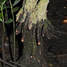 Cây vẹt đen là biểu tượng cho sự kỳ diệu của thiên nhiên và khả năng tạo ra sự đa dạng trong môi trường sống. Khả năng sinh sản và nuôi con độc đáo của nó không chỉ thu hút sự quan tâm của giới khoa học mà còn của những người yêu thiên nhiên. (Ảnh: WildSingapore)