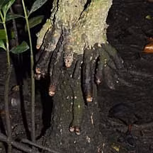 Cây vẹt đen là biểu tượng cho sự kỳ diệu của thiên nhiên và khả năng tạo ra sự đa dạng trong môi trường sống. Khả năng sinh sản và nuôi con độc đáo của nó không chỉ thu hút sự quan tâm của giới khoa học mà còn của những người yêu thiên nhiên. (Ảnh: WildSingapore)