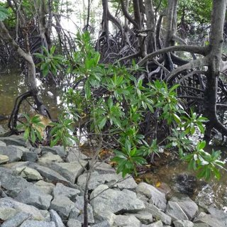 Cây vẹt đen là loài cây thân gỗ, có thể cao từ 25 đến 30 mét. Vỏ thân cây nhẵn, màu xám tro hoặc nâu nhạt. Lá cây dài, hình bầu dục và dai, trong khi hoa có màu vàng mọc đơn độc. Quả của cây có các lá đài cong, gốc hình chuông. Cây thường ra hoa vào tháng 3-4 và có quả vào tháng 5-6, nhưng cũng có thể ra hoa và quả quanh năm.(Ảnh: ResearchGate)