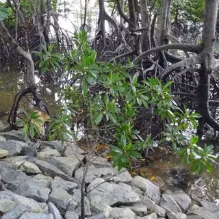 Cây vẹt đen là loài cây thân gỗ, có thể cao từ 25 đến 30 mét. Vỏ thân cây nhẵn, màu xám tro hoặc nâu nhạt. Lá cây dài, hình bầu dục và dai, trong khi hoa có màu vàng mọc đơn độc. Quả của cây có các lá đài cong, gốc hình chuông. Cây thường ra hoa vào tháng 3-4 và có quả vào tháng 5-6, nhưng cũng có thể ra hoa và quả quanh năm.(Ảnh: ResearchGate)