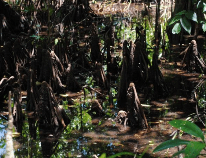Cây vẹt đen (Bruguiera sexangula) là loài cây ngập mặn, không chỉ thu hút sự chú ý bởi hình dáng mạnh mẽ và rễ thở hình trụ nón, mà còn bởi khả năng "sinh con và nuôi con" đặc biệt, một hiện tượng hiếm gặp trong thế giới thực vật.(Ảnh: ResearchGate)