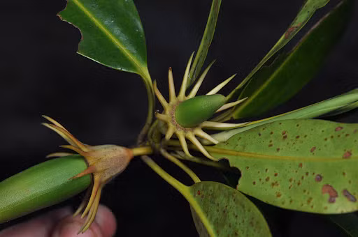 Cây vẹt đen không chỉ có giá trị sinh học mà còn có giá trị y học. Nó được sử dụng như một nguồn nguyên liệu để chế biến thuốc chữa bệnh ung bướu, tiêu chảy, sốt rét và phỏng. (Ảnh: phytoimages)