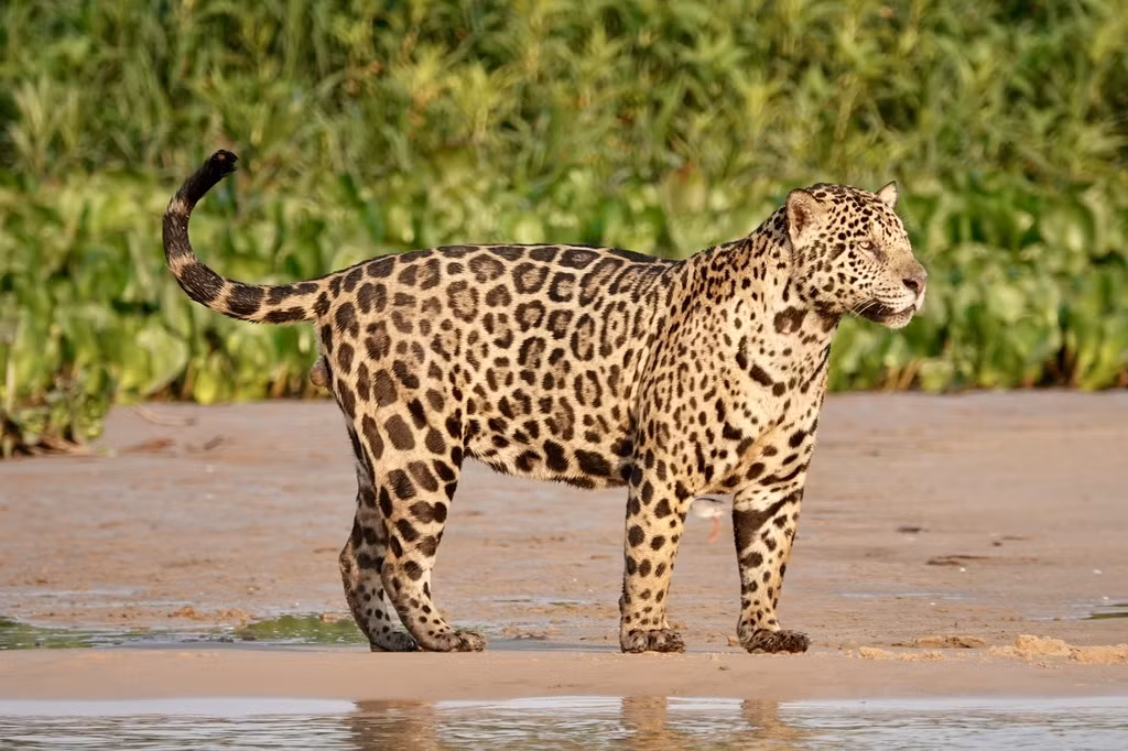 Biến dị này phổ biến ở báo đốm (Panthera onca) và báo hoa mai (Panthera pardus).(Ảnh: iNaturalist)