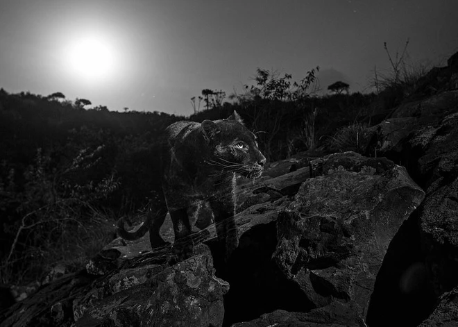 Nhóm nghiên cứu từ Pilprint đã dành nhiều tháng theo dõi tại khu bảo tồn gần quận Laikipia, Kenya, và cuối cùng phát hiện ra chú báo đen nhờ các thiết bị quan sát từ xa vào năm 2019. Đây là cá thể báo đen đầu tiên được ghi lại ở châu Phi sau bức ảnh cuối cùng từ năm 1909. (Ảnh: Znews)