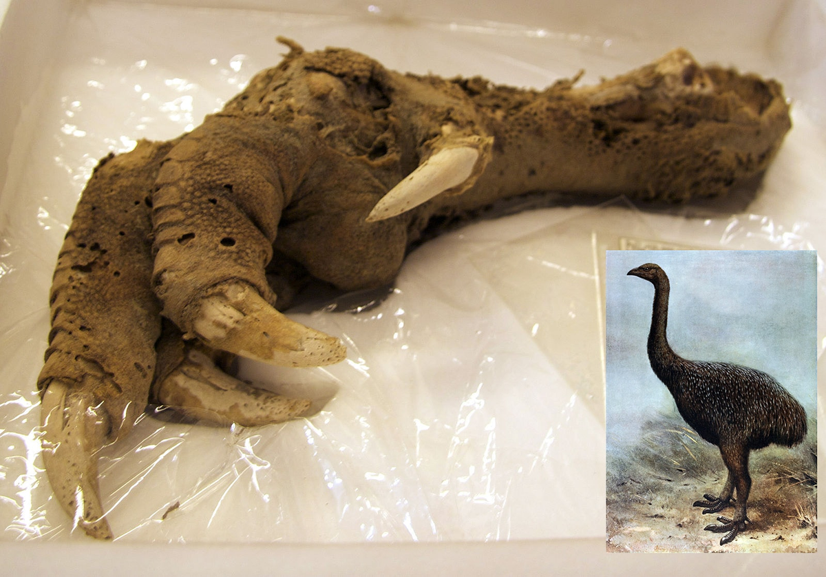 1. Chim Moa: Loài chim không biết bay này từng sống ở New Zealand và đã tuyệt chủng vào khoảng năm 1500. Tuy nhiên, các nhà khoa học đã phát hiện một móng vuốt rất lớn từ loài chim này, được bảo tồn tốt đến mức khó tin. Đây là mộ trong những bí ẩn mà khoa học chưa thể tìm ra lời giải thích. (Ảnh: X.com)