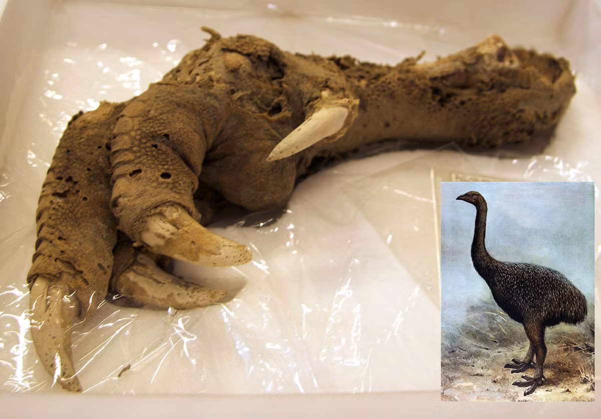 1. Chim Moa: Loài chim không biết bay này từng sống ở New Zealand và đã tuyệt chủng vào khoảng năm 1500. Tuy nhiên, các nhà khoa học đã phát hiện một móng vuốt rất lớn từ loài chim này, được bảo tồn tốt đến mức khó tin. Đây là mộ trong những bí ẩn mà khoa học chưa thể tìm ra lời giải thích. (Ảnh: X.com)