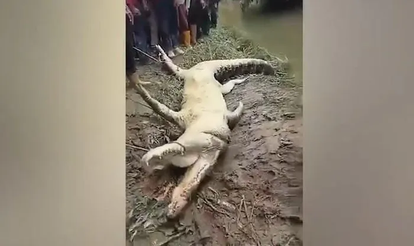 Cách đây không lâu, một người đàn ông tên Rusdi Tambah, 45 tuổi cũng đã bị một con cá sấu khổng lồ dài 5 mét tấn công và kéo xuống sông khi đang kéo lưới trên sông Matamba, Malaysia. Sau khi tìm kiếm, các sĩ quan động vật hoang dã phát hiện con "quái thú" cách nơi xảy ra sự việc khoảng 60 mét nhưng không thể làm nó nhả thi thể của Rusdi, họ buộc phải bắn để giết chết con vật để lấy thi thể của Rusdi ra ngoài. (Ảnh cắt từ clip)