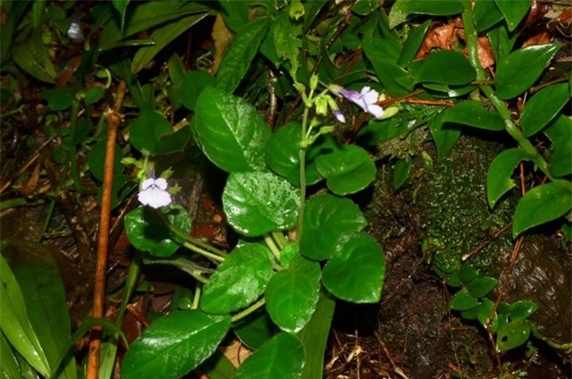 Deinostigma serratum là một phát hiện hấp dẫn và đáng khen ngợi trong lĩnh vực khoa học và bảo tồn thiên nhiên. Việc bảo tồn và nghiên cứu thêm về loài hoa này sẽ giúp chúng ta hiểu rõ hơn về sự đa dạng sinh học và tầm quan trọng của việc bảo vệ môi trường.(Ảnh: DNVN)