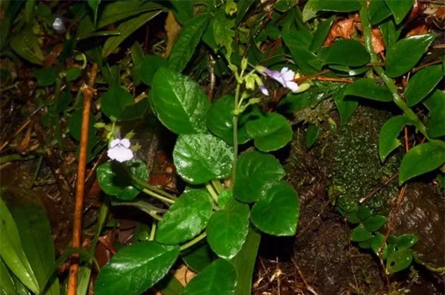 Deinostigma serratum là một phát hiện hấp dẫn và đáng khen ngợi trong lĩnh vực khoa học và bảo tồn thiên nhiên. Việc bảo tồn và nghiên cứu thêm về loài hoa này sẽ giúp chúng ta hiểu rõ hơn về sự đa dạng sinh học và tầm quan trọng của việc bảo vệ môi trường.(Ảnh: DNVN)