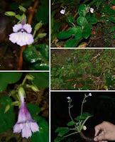 Phát hiện Deinostigma serratum không chỉ là một bước tiến quan trọng trong việc nghiên cứu và bảo tồn đa dạng sinh học của Việt Nam mà còn góp phần vào việc bảo vệ môi trường và hệ sinh thái đa dạng của khu vực. Loài hoa này cũng là minh chứng cho sự đa dạng sinh học phong phú của khu bảo tồn Phong Điền.(Ảnh: Species New to Science)