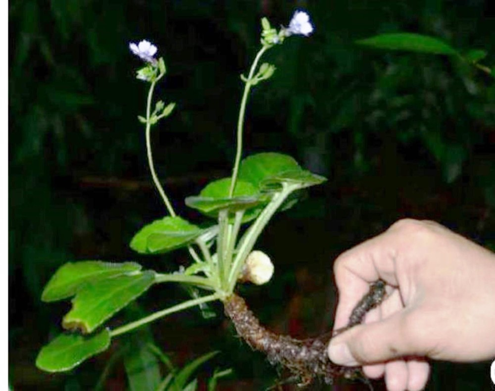 Loài này thuộc họ Tai voi (Gesneriaceae) và được tìm thấy ở khu bảo tồn thiên nhiên Phong Điền, tỉnh Thừa Thiên Huế, Việt Nam.(Ảnh: Báo Tiền Phong)