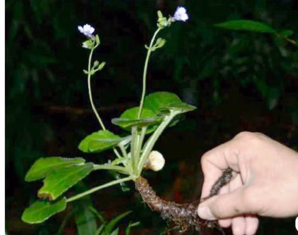 Loài này thuộc họ Tai voi (Gesneriaceae) và được tìm thấy ở khu bảo tồn thiên nhiên Phong Điền, tỉnh Thừa Thiên Huế, Việt Nam.(Ảnh: Báo Tiền Phong)
