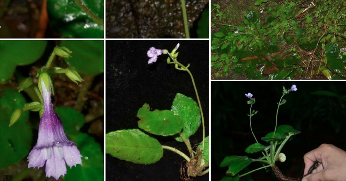 Deinostigma serratum là một loài hoa mới được phát hiện và mô tả lần đầu tiên bởi các nhà khoa học Fang Wen, Ngọc Tuấn Lê và Điền Đình. (Ảnh: Species New to Science)