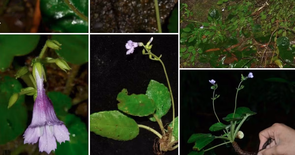 Deinostigma serratum là một loài hoa mới được phát hiện và mô tả lần đầu tiên bởi các nhà khoa học Fang Wen, Ngọc Tuấn Lê và Điền Đình. (Ảnh: Species New to Science)